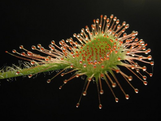 A leaf of Drosera rotundifolia, the Common Sundew.  This carnivorous plant has red filaments that produce a sugary, sticky liquid to attract and capture prey.
