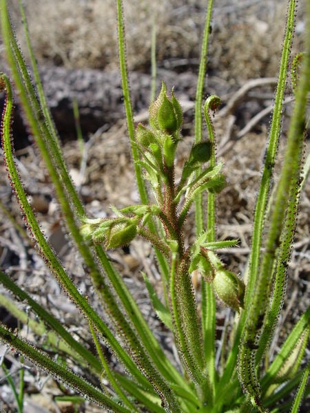 Drosophyllum lusitanicum, this plant catches prey  in a similar manner to Drosera rotundifolia above, however the leaves lack the ability to move.