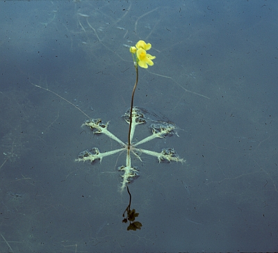 A flowering float of Utricularia inflata, the Swollen Bladderwort.