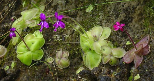 Pinguicula moranensis leaf and flower colour can be quite variable.