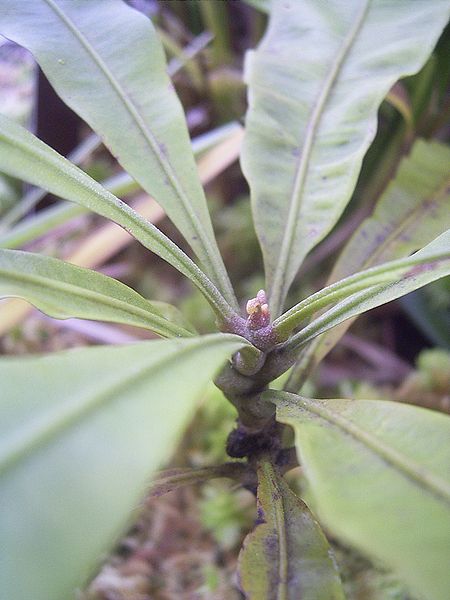 Adult leaves of Triphyophyllum peltatum.