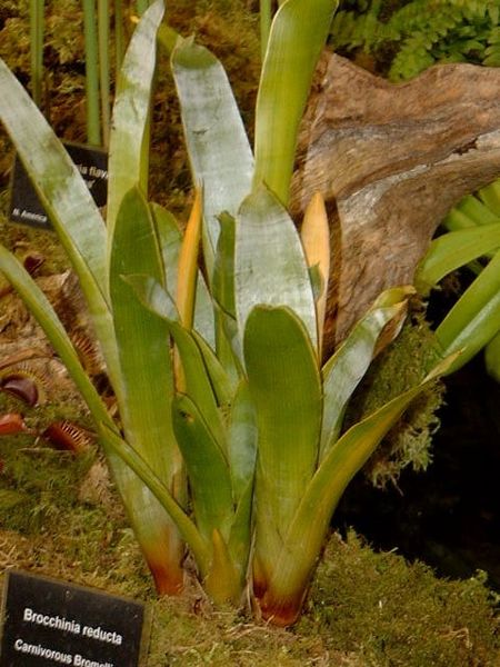 Reservoir forming, overlapping leaves of Brocchinia reducta.  Note the UV reflective scales (white colour) on the inner surfaces of the leaves.