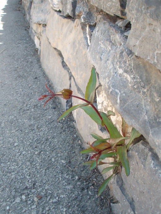 weeds growing out of rocks, very persistent