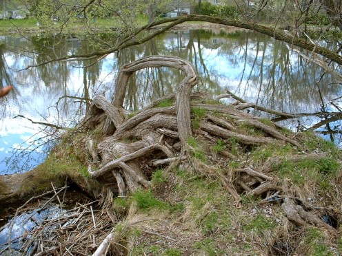 Gnarly Trees Along the River - photo by timorous