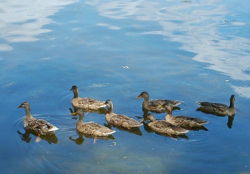 Mallard Ducks - photo by timorous