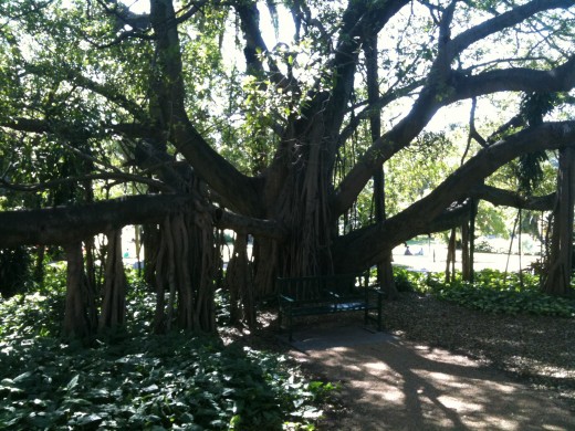 IMAGE2  150+yr old Fig Tree Botanical Gardens
