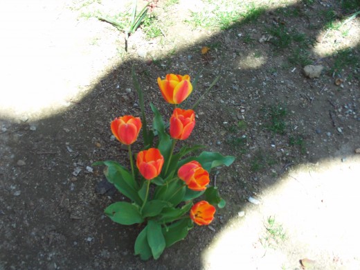 Another picture of my favorite orange and red striped tulips.