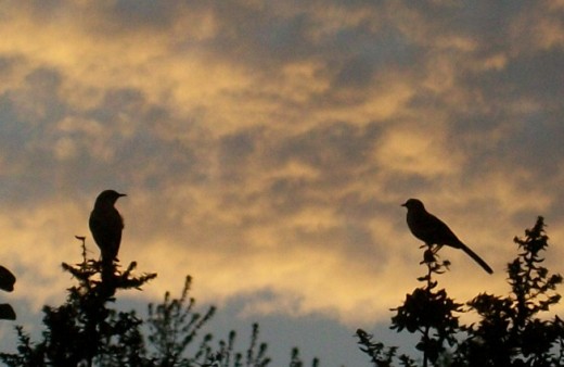 These mockingbirds that live in our neighborhood trees watch the fading light, surely knowing that morning comes to the other side of the world