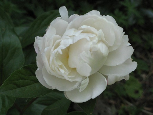 Open white peony