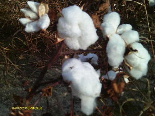 A close up of one cotton plant.