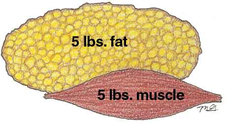If you wonder why building muscles may make you look smaller, but the scale doesn't move - take a look and see the difference in size!