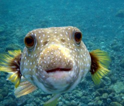 Interesting Puffer fish facts