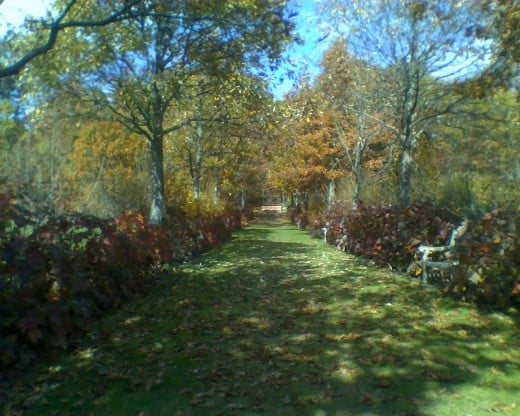 Lane of trees called "Pliny's Allee" in Autumn at Tower Hill Botanic Garden in Boylston, MA
