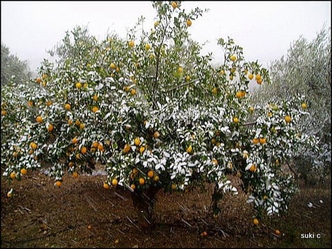 Our lemon trees with snow on last January