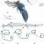 Diagram of fly in flight in the downstroke. The total force exerted and its direction are indicted by black arrows.  The magnitude and direction of the lifting forces are indicated by blue arrows.