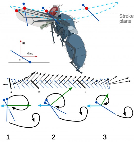 Diagram of fly in flight in the downstroke. The total force exerted and its direction are indicted by black arrows.  The magnitude and direction of the lifting forces are indicated by blue arrows.