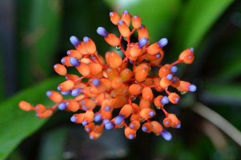 Photo 1 - Orange and Purple Bulbous flower