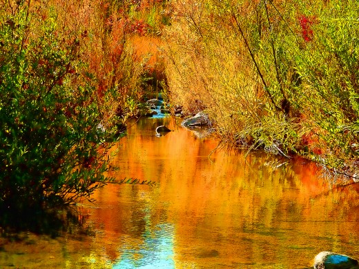 I enhanced the natural amber tones with Topaz Labs adjustments, to create a shimmer of gold..