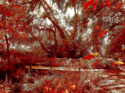 a nature trail in Oak Glen, Ca., becomes enflamed with color, thanks to Topaz Labs..