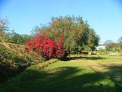 TTD gardens