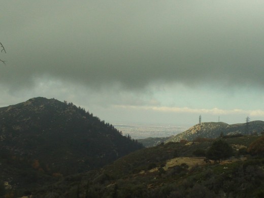 Trees in the San Bernardino Mountains.