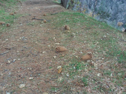 A grouping of coulter pine cone spotted on the forest trail.