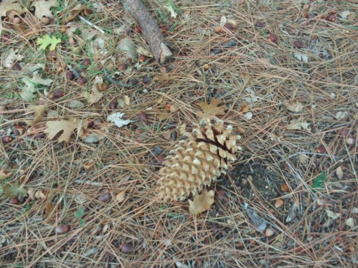 A close-up of a coulter pine cone.