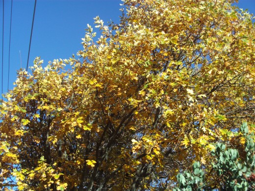 The yellow leaves in a might oak tree.