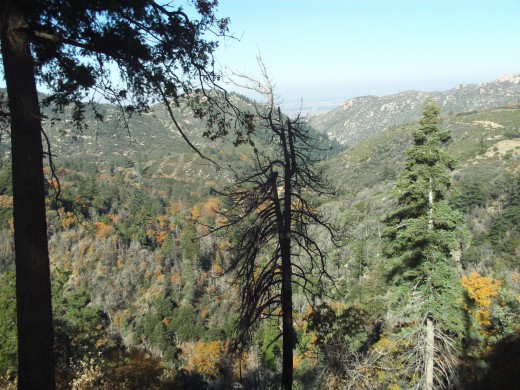 Many trees can be view from a hillside up in the San Bernardino Mountains.