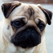 cooke profile image