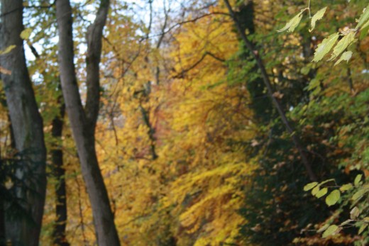Autumn Scenery - Bern - Walk  Along The River