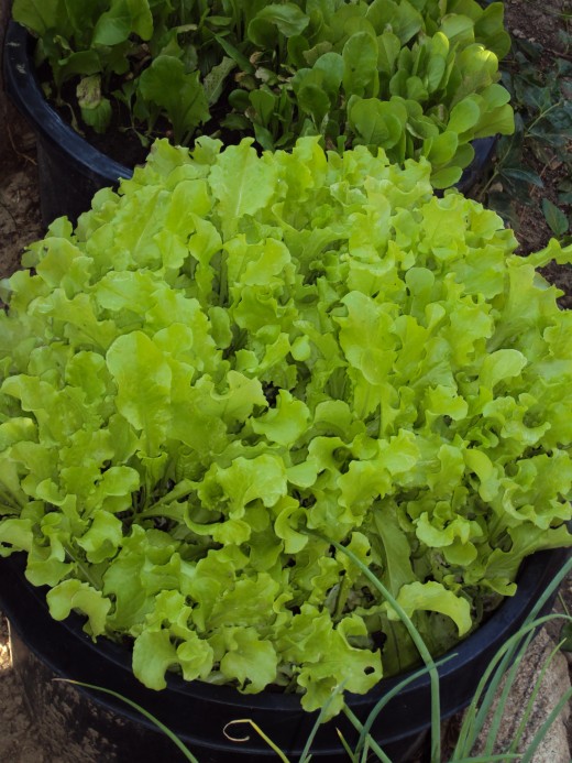 Loose leaf lettuce growing in a container.