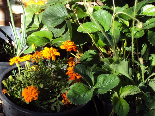 The marigolds are quite cheery in the morning.