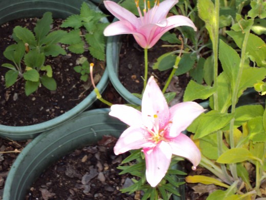 Pink stargazer lilies.
