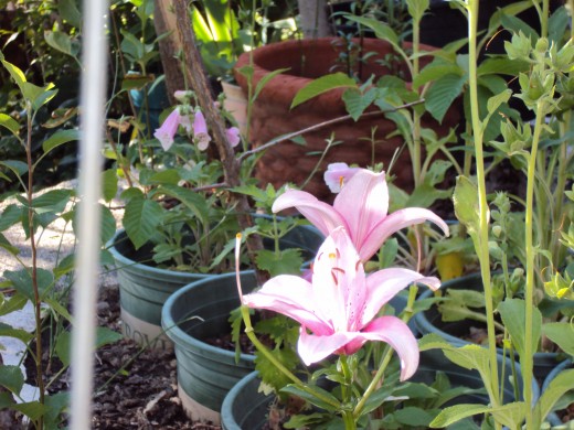 Stargazer lilies are a nice addition to any garden.