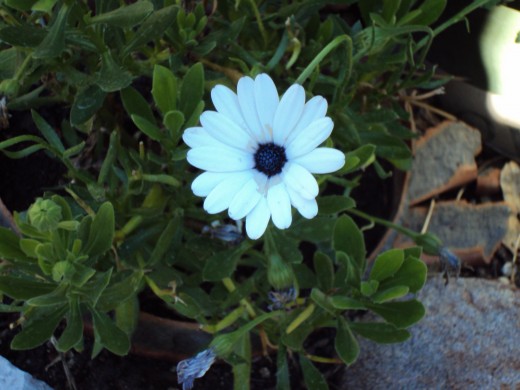 A pretty little white flower in the garden.