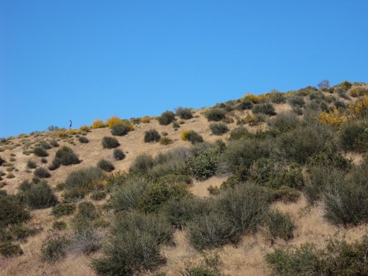 The scotch broom is blooming in clusters on this hillside.