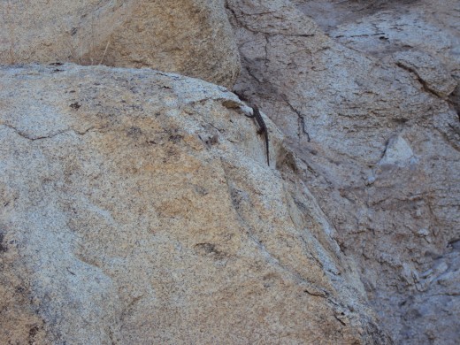 The lizard is scampering up the boulder.