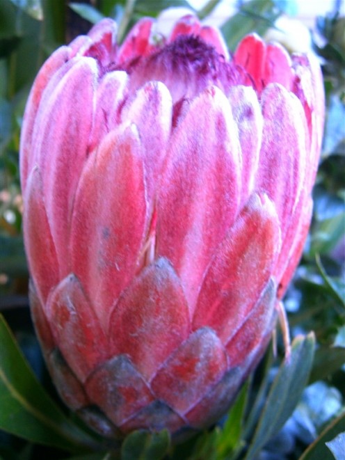 Protea's beauty shines.