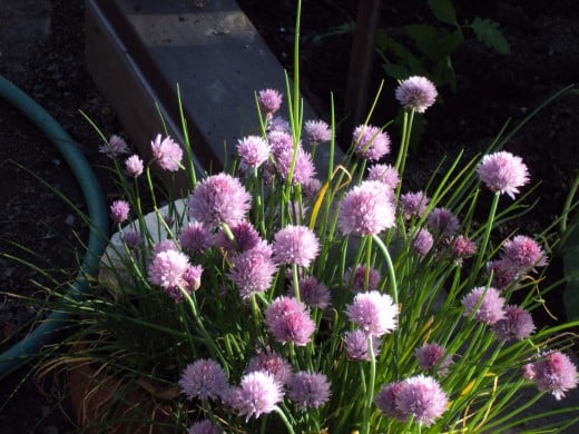 The chives are in bloom.
