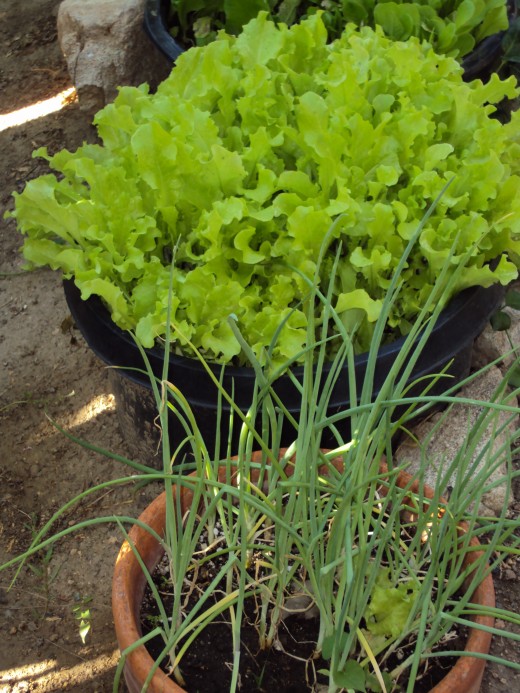 Scallions and lettuce in containers.