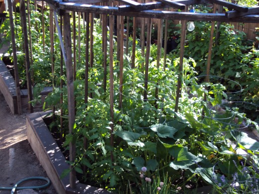 The tomato plants in raised beds.
