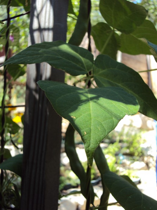 The leaf on the green bean plant is reminiscent of Jack and the Bean Stock.