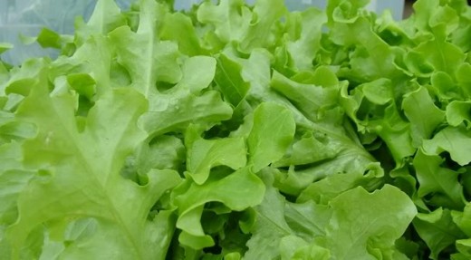 Green Lettuce (Photo Credit: winterbrookfarm / photobucket)