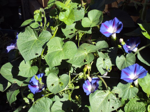 The various shades of blue and purple to be spotted within the morning glory flowers.