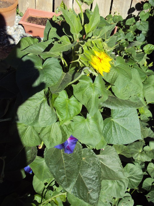 The sunflower next to the morning glories.