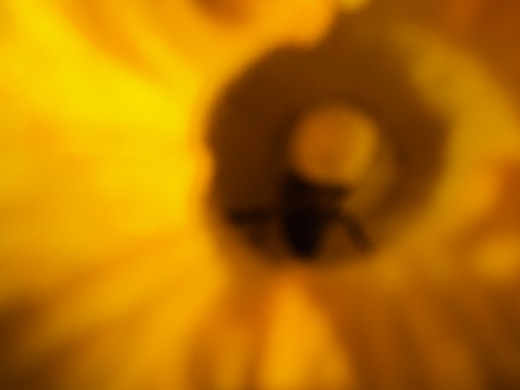 Closeup of a bee on the yellow flower.  Out of focus with a lovely bright burst of color.  Oh, the joys of garden photography!