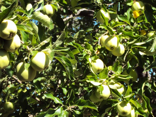 Closeup of the apple tree.