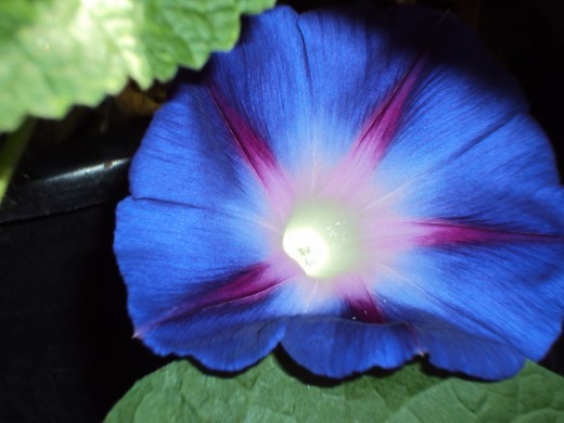 The melding of purple, blue, and white colors of a morning glory flower.