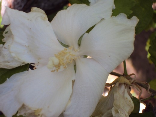The beauty of a white flower.